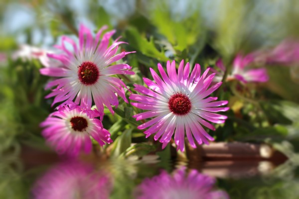 sun worshippers  zartrosa by Dagmar Marina